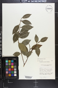 Lyonia lucida image