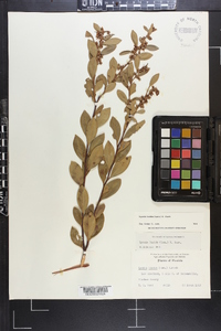 Lyonia lucida image