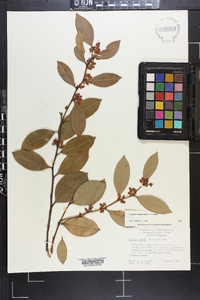 Lyonia lucida image