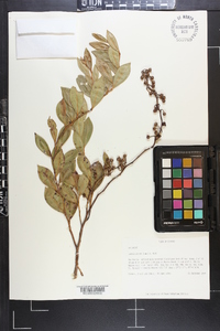 Lyonia lucida image