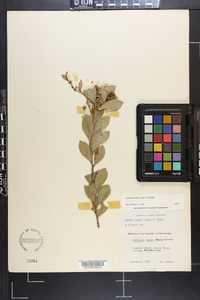 Lyonia lucida image