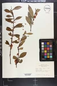 Lyonia lucida image