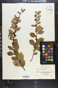 Lyonia lucida image