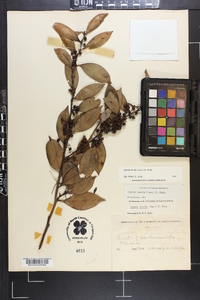 Lyonia lucida image