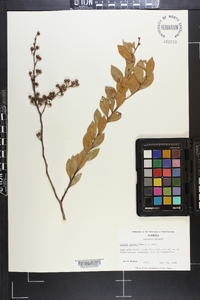 Lyonia lucida image