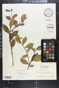 Lyonia lucida image