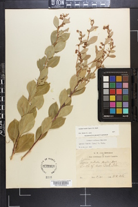 Lyonia lucida image