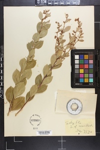 Lyonia lucida image