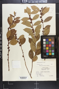 Lyonia lucida image