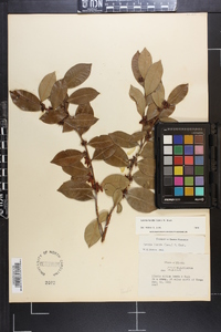 Lyonia lucida image