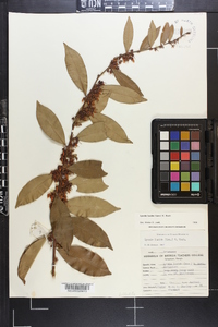 Lyonia lucida image