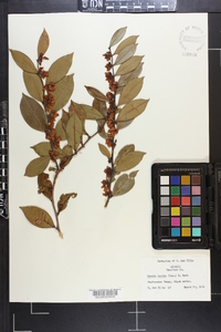 Lyonia lucida image