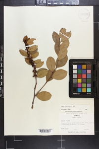 Lyonia lucida image