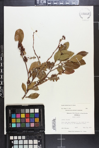 Lyonia lucida image