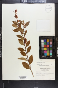 Lyonia lucida image