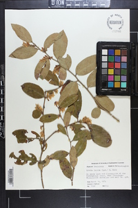 Lyonia lucida image