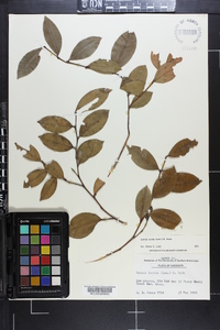 Lyonia lucida image