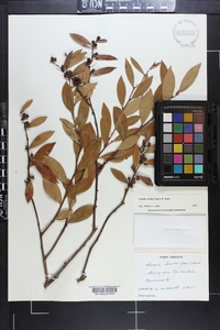 Lyonia lucida image