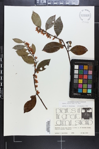 Lyonia lucida image