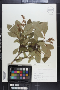 Lyonia ligustrina var. foliosiflora image