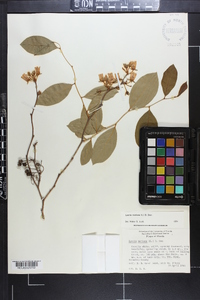 Lyonia mariana image