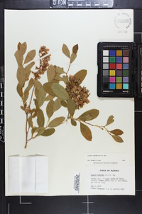 Lyonia mariana image