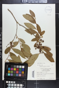 Lyonia mariana image