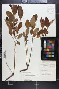 Lyonia mariana image