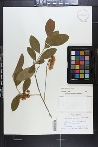 Lyonia mariana image