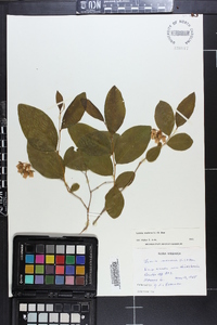 Lyonia mariana image