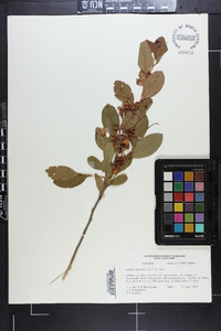 Lyonia mariana image