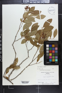 Lyonia mariana image