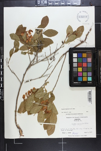 Lyonia mariana image