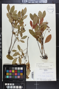 Lyonia mariana image