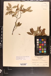 Rhododendron pilosum image