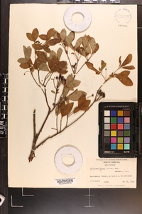 Rhododendron pilosum image