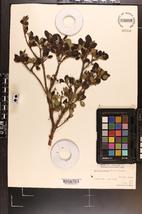 Rhododendron pilosum image