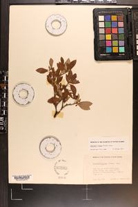 Rhododendron pilosum image