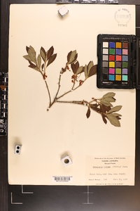 Rhododendron pilosum image