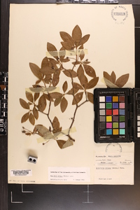 Rhododendron pilosum image