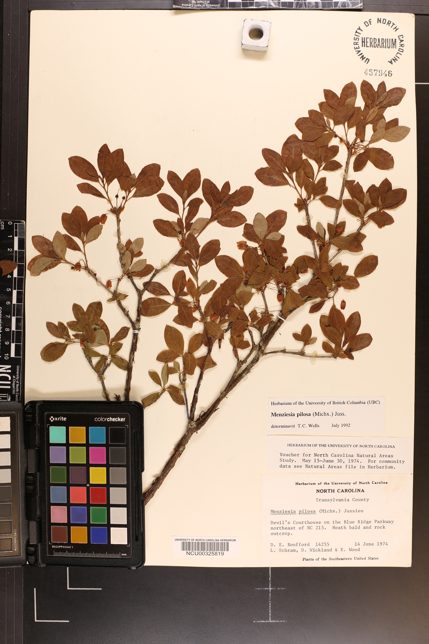 Rhododendron pilosum image