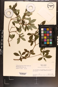 Rhododendron pilosum image