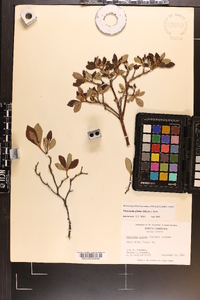 Rhododendron pilosum image