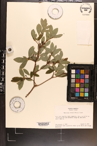 Rhododendron pilosum image