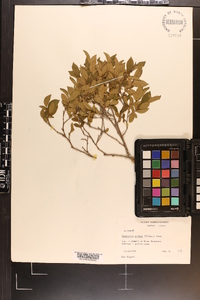 Rhododendron pilosum image