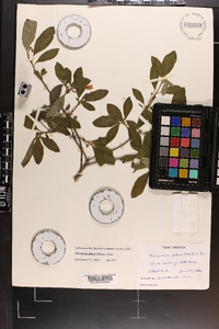 Rhododendron pilosum image