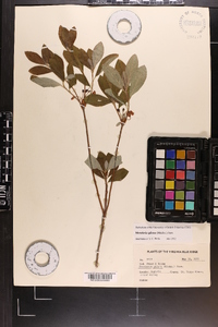 Rhododendron pilosum image