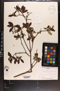 Rhododendron pilosum image