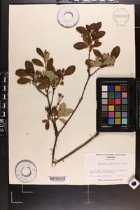 Rhododendron pilosum image