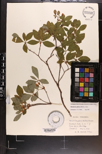 Rhododendron pilosum image